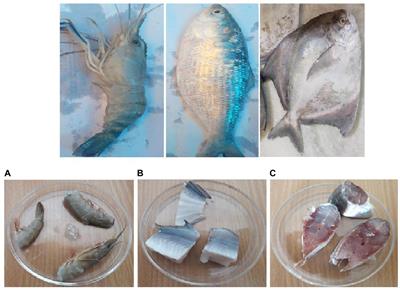 γ-Irradiated Chitosan From Carcinoscorpius rotundicauda (Latreille, 1802) Improves the Shelf Life of Refrigerated Aquatic Products